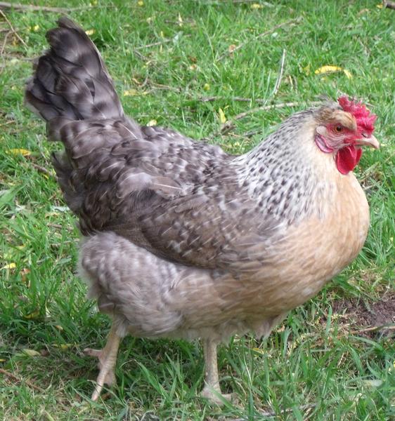 Top 12 des races de poules qui pondent le plus animOgen