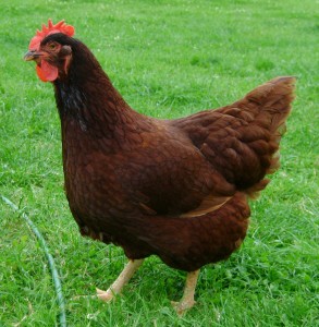 Le top 12 des races de poules qui pondent le plus
