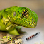 La pose d'une puce électronique, ou transpondeur chez les reptiles (pourquoi, comment ?)