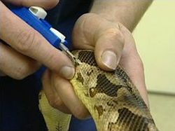 La pose d'une puce électronique, ou transpondeur chez les reptiles (pourquoi, comment ?)
