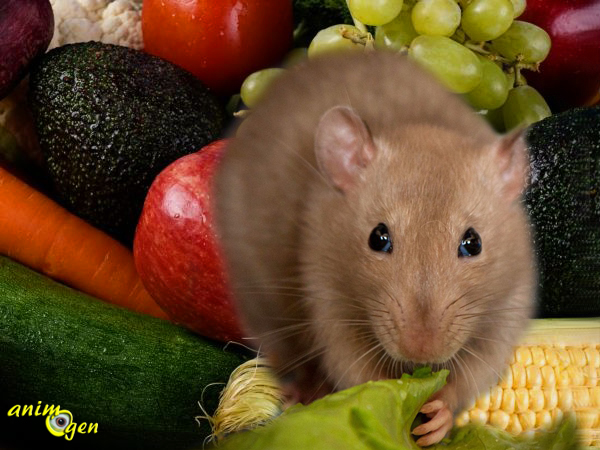 Alimentation : liste des fruits, légumes et herbes autorisés pour nos rats de compagnie