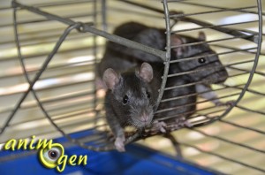 Comportement : comment définir les besoins de nos rats de compagnie selon leur caractère ?