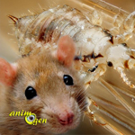 Les parasites externes chez le rat de compagnie : poux, acariens, gale et puces