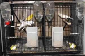 La reproduction chez les canaris (déroulement, précautions, alimentation)