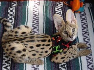 Le serval, un chat de compagnie à l'instinct sauvage