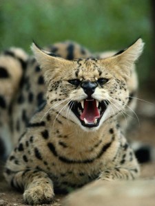 Le serval, un chat de compagnie à l'instinct sauvage