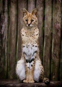 Le serval, un chat de compagnie à l'instinct sauvage