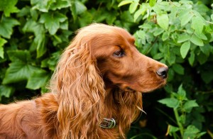 Le Setter Irlandais, un éternel enfant