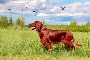 Le Setter Irlandais, un éternel enfant