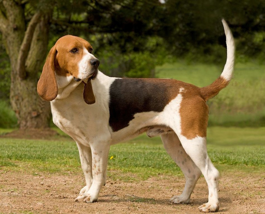 The Chien d’Artois: A Loyal and Sociable Hunter The Chien d’Artois: A Loyal and Sociable Hunter