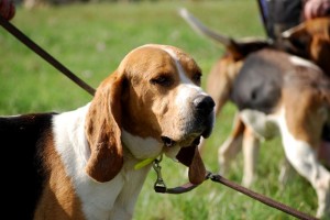 Le chien d'Artois, ou Briquet d'Artois (origines, éducation, comportement)