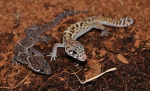 Coleonyx mitratus, le gecko léopard américain