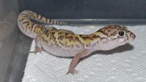 Coleonyx mitratus, le gecko léopard américain