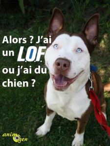 Comment inscrire au L.O.F. un chien dont les origines ne sont pas certifiées ?