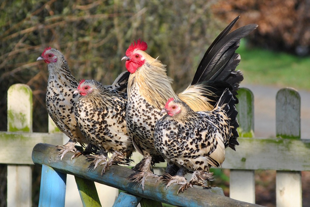 La Sabelpoot, la poule aux mille vertus