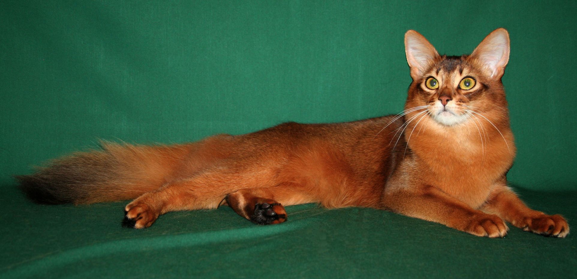 Red Tabby Cat Breed Red Tabby Cat Breed