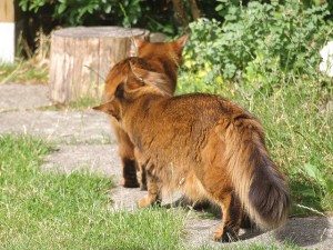 Le Somali, un chat-renard malin comme un singe