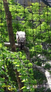 Du zoo de Vincennes au Parc zoologique de Paris, un glissement de perspective