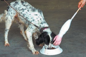 Education : comment empêcher un chien de se montrer agressif devant sa nourriture ?