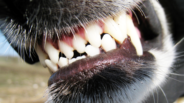 Education : comment empêcher un chien de se montrer agressif devant sa nourriture ?