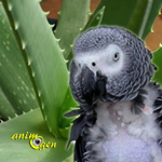 Santé : l'aloe vera, une alliée pour les perroquets et leur maître
