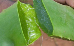 Santé : l'aloe vera, une alliée pour les perroquets et leur maître