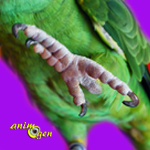 Education : apprendre à un perroquet à monter et descendre sur vous