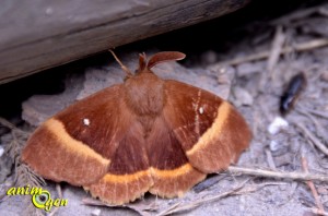 Le bombyx du chêne, bombyx du genêt ou minime à bandes jaunes (Lasiocampa quercus)