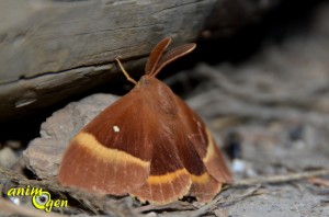 Le bombyx du chêne, bombyx du genêt ou minime à bandes jaunes (Lasiocampa quercus)