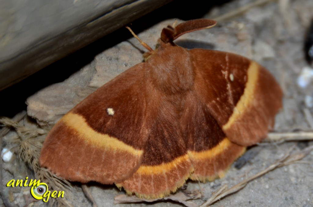 Le bombyx du chêne, bombyx du genêt ou minime à bandes jaunes (Lasiocampa quercus)