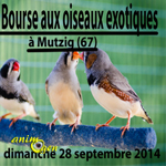 34 ème Bourse aux oiseaux exotiques à Mutzig (67), le dimanche 28 septembre 2014