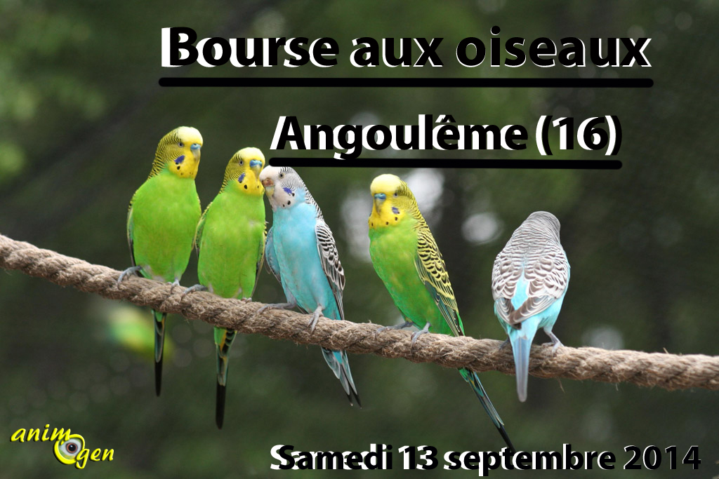Bourse aux oiseaux à Angoulême (16), le samedi 13 septembre 2014