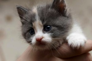Comment choisir un chaton lors d'un achat ou d'une adoption ?