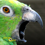 cris-crier-empêcher-comportement-causes-origine-solutions-expression-perroquets-pittacidés-captivité-oiseaux-animal-animaux-compagnie-animogen-0