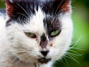 Identification des chats : le Fichier National Félin