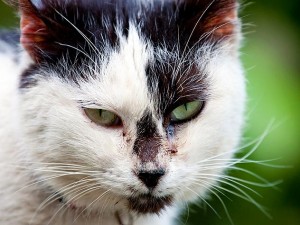 Identification des chats : le Fichier National Félin