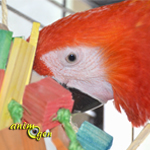 Le foraging, art de vivre et activité ludique pour nos perroquets