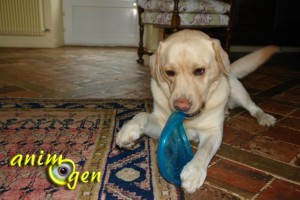 Jouet pour chiens : frisbee Orka Flyer, Petstages (test, avis, prix)