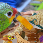 Fabriquez un jouet pour perroquets avec un panier, du bois et du sisal (macramé)