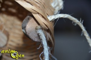 Fabriquez un jouet pour perroquets avec un panier, du bois et du sisal (macramé)