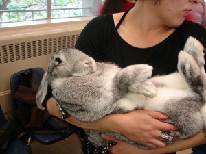 Le géant des Flandres, un petit lapin qui devient très grand