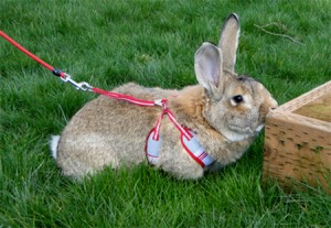 Le géant des Flandres, un petit lapin qui devient très grand