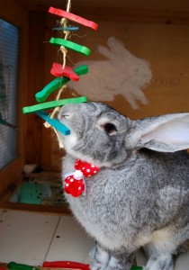 Le géant des Flandres, un petit lapin qui devient très grand