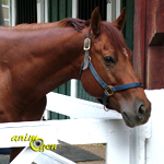 Equitation : loger son cheval
