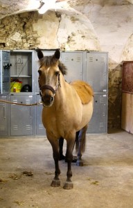Equitation : loger son cheval