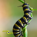 Le papillon monarque déploie ses ailes (Danaus plexippus)