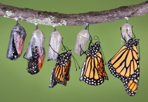 Le papillon monarque déploie ses ailes (Danaus plexippus)