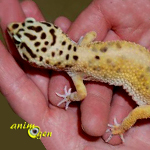 Santé : les parasites internes chez nos geckos de compagnie (causes, symptômes, prévention)
