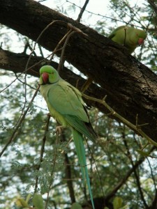 Perruche à collier, ou Psittacula krameri, quatre oiseaux pour un même nom