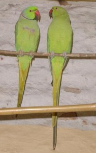 Perruche à collier, ou Psittacula krameri, quatre oiseaux pour un même nom